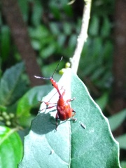Paratrachelophorus nodicornis