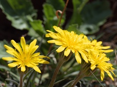 Nothocalais cuspidata