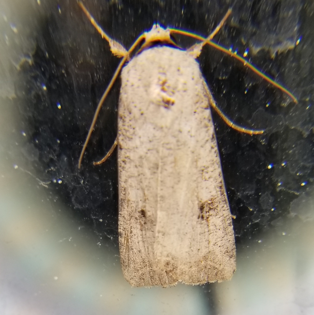 Green Cutworm Moth from Cypress, TX 77433, USA on May 11, 2024 at 10:06 ...