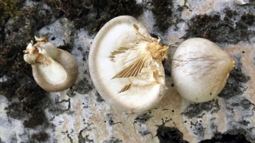 Pleurotus calyptratus