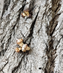 Basidiomycota