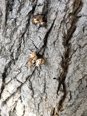 Basidiomycota