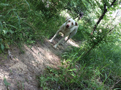Canis familiaris