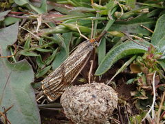 Thisanotia chrysonuchella
