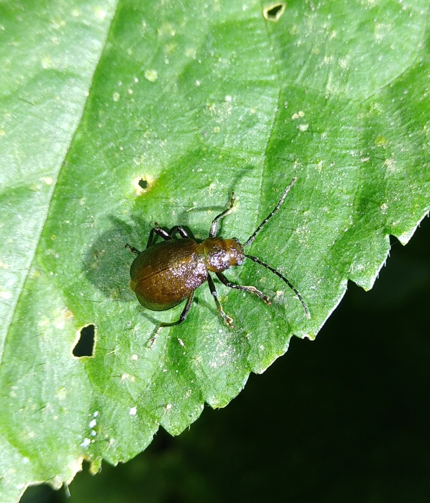 Apterogaleruca