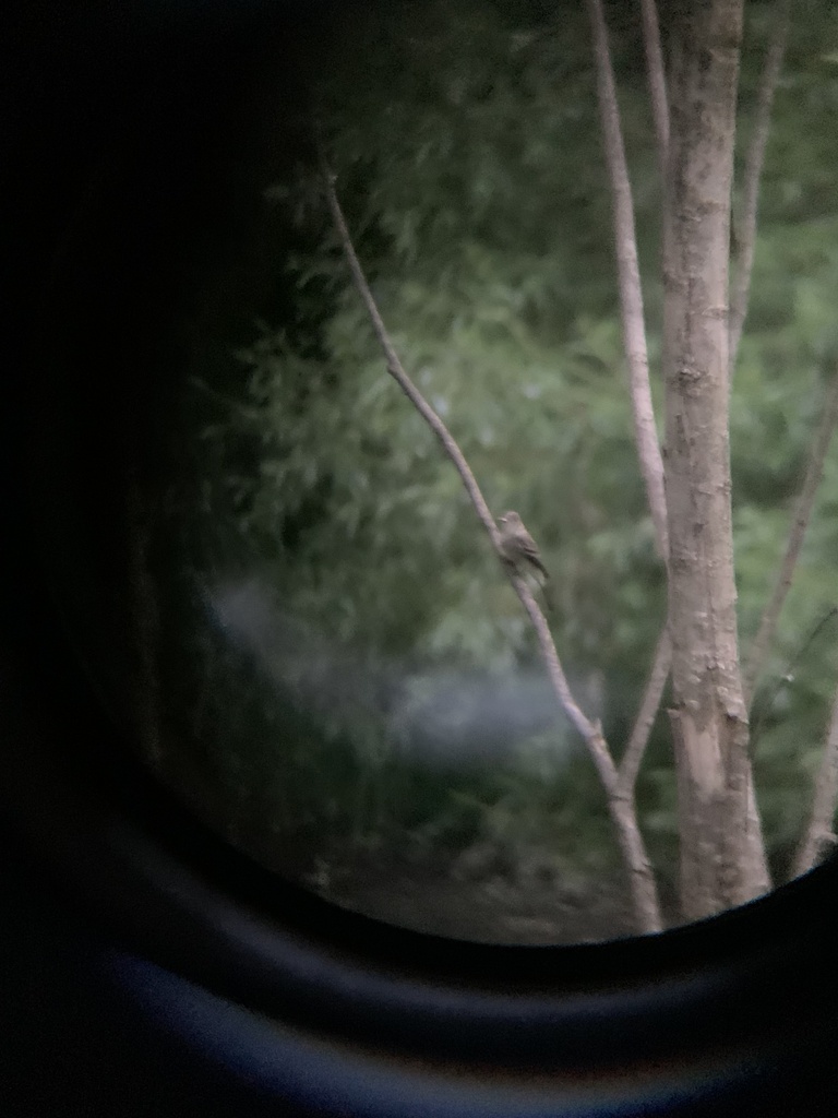 Eastern Wood-Pewee from Central Park, New York, NY, US on May 23, 2024 ...