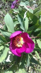 Paeonia mascula