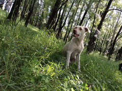 Canis familiaris