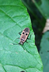 Physopelta fusciscutellata