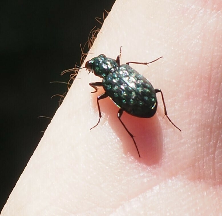 Elaphrus pyrenoeus