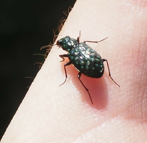 Elaphrus pyrenoeus