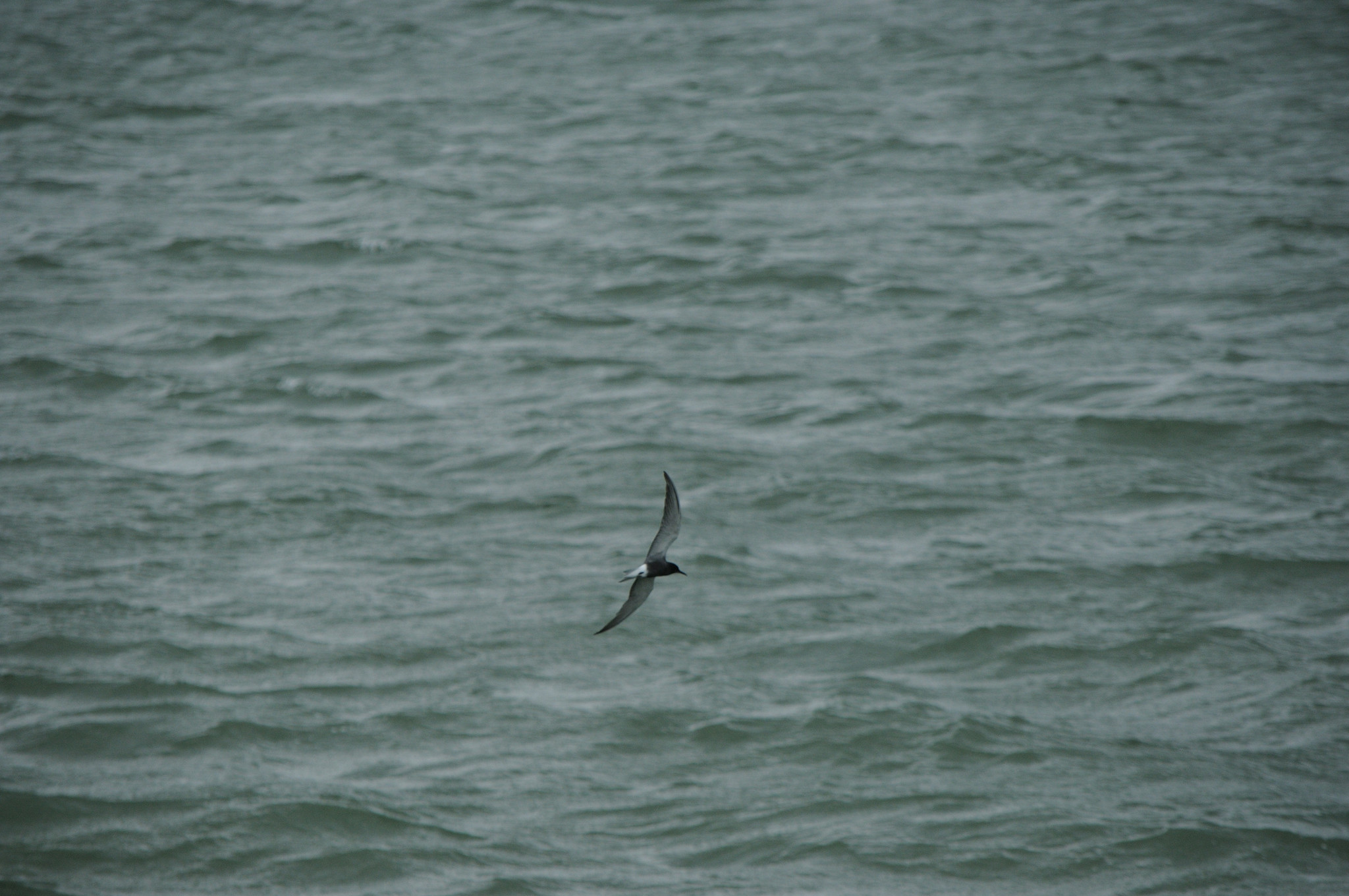 Black Tern