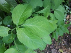 Sambucus nigra
