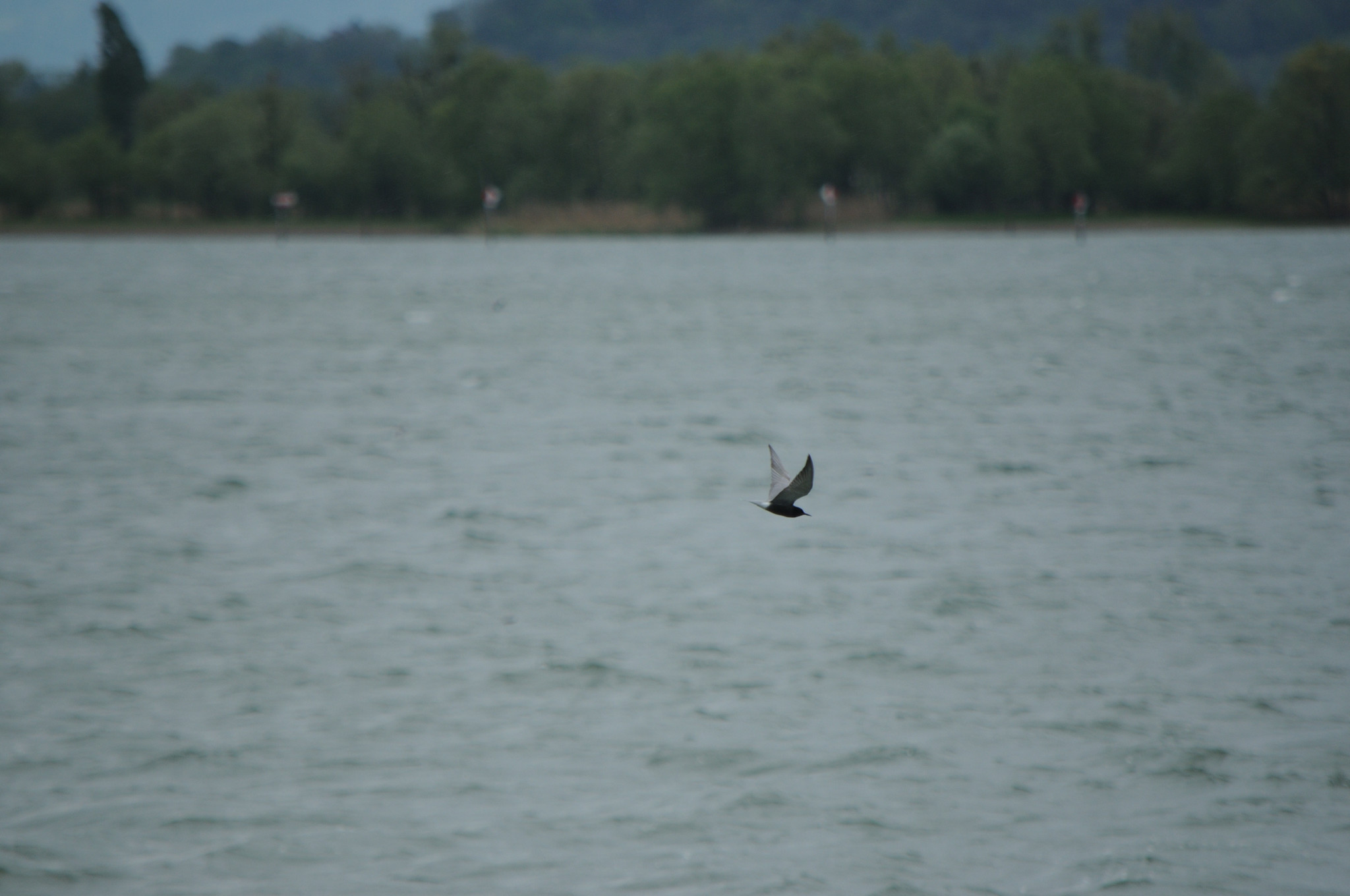 Black Tern