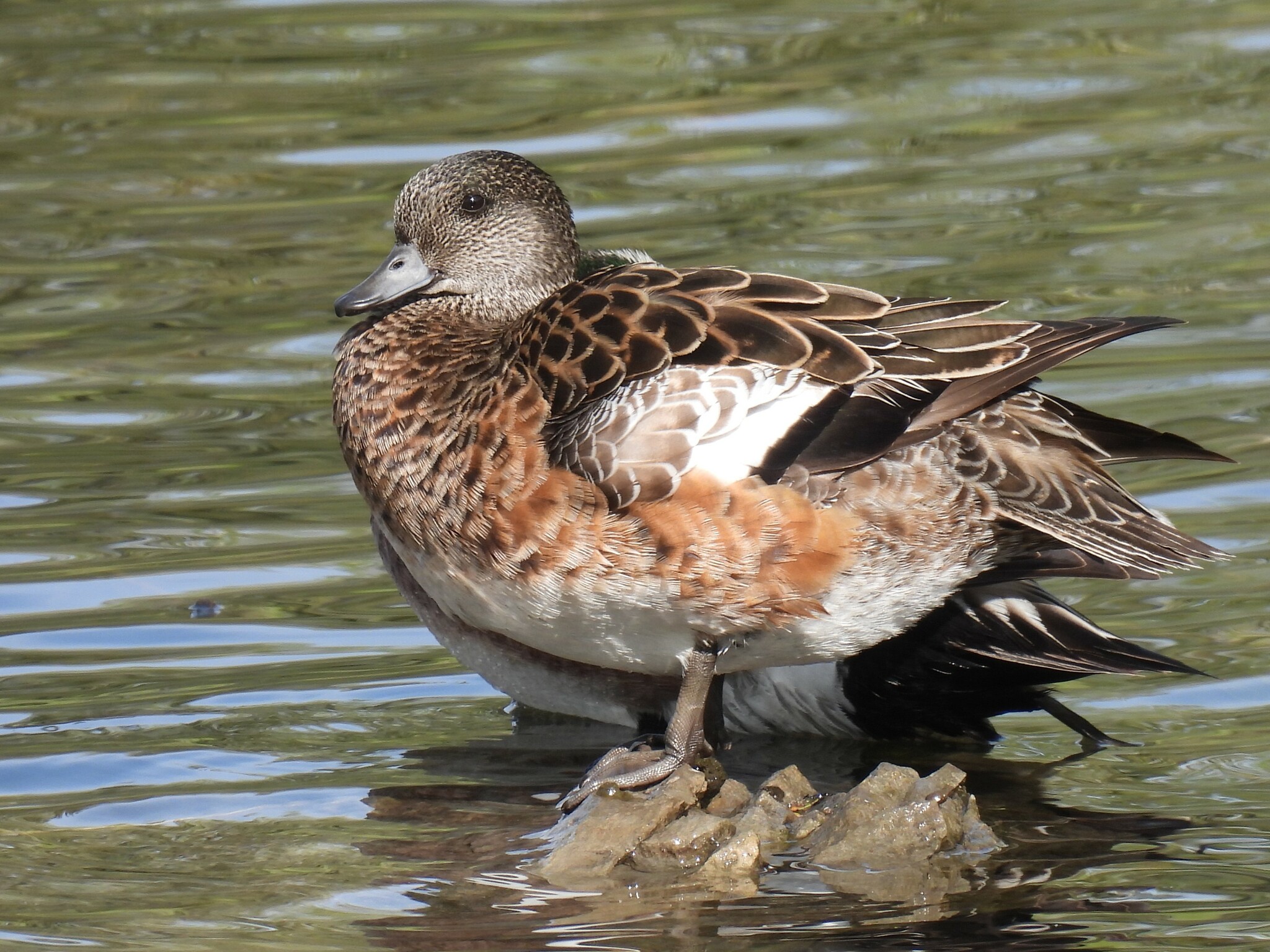 American Wigeon