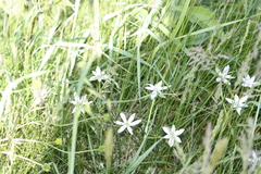 Ornithogalum umbellatum