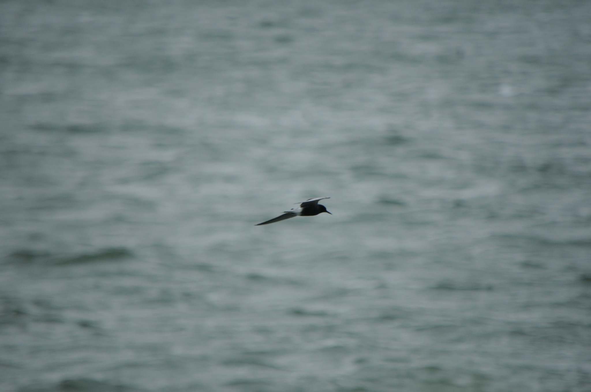 Black Tern