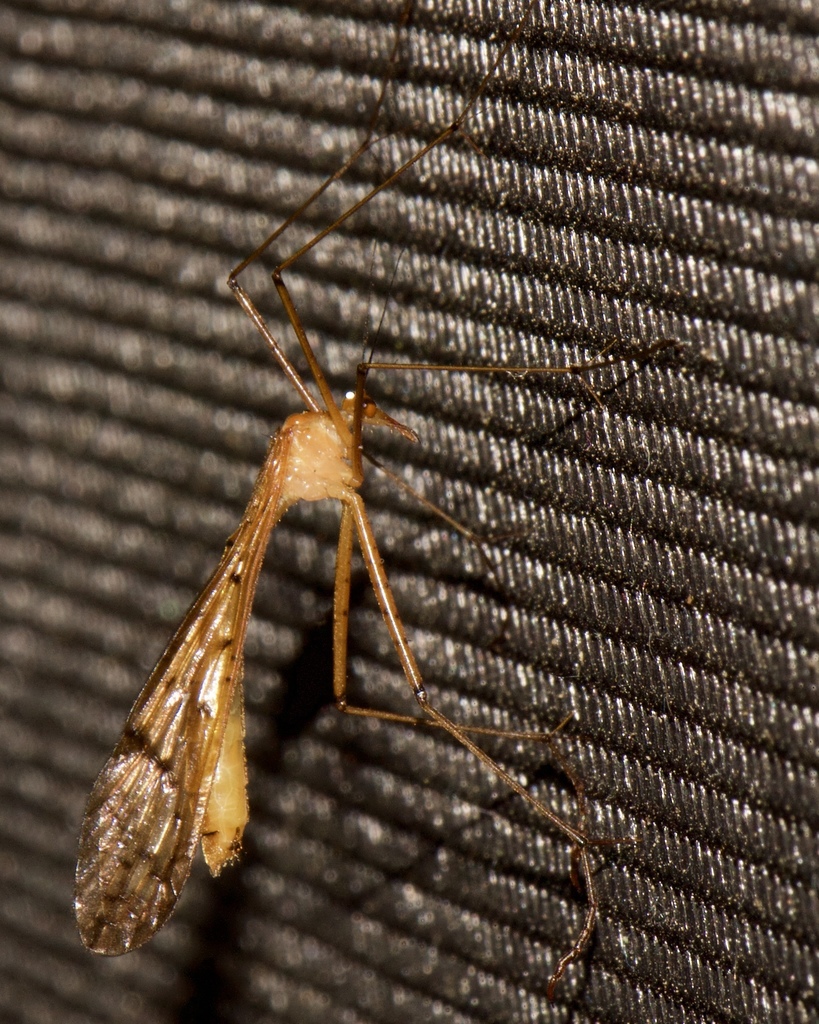 Brown Spotted Hanging-fly