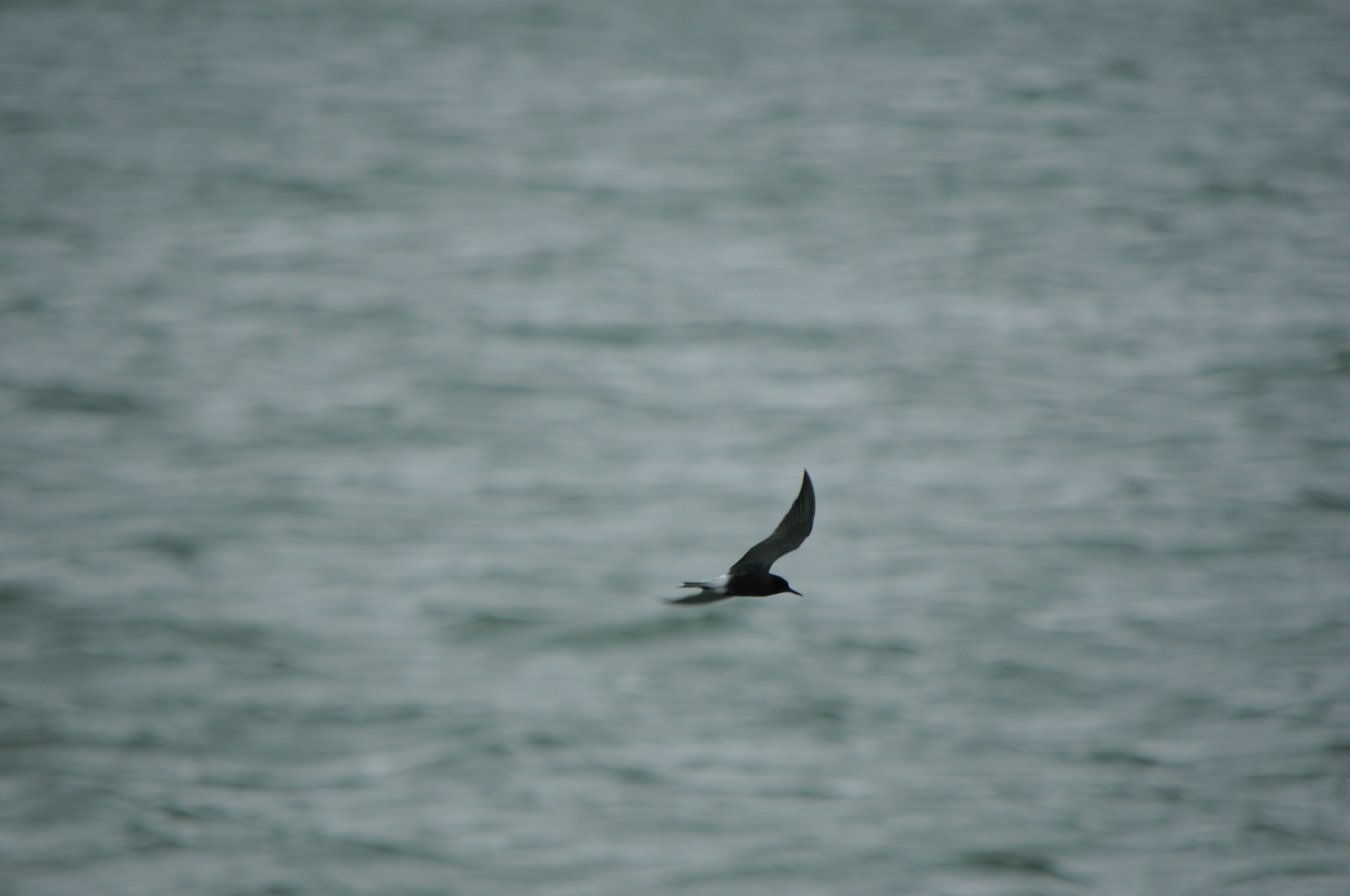 Black Tern