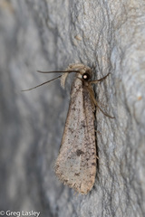 Acrolophus mortipennella