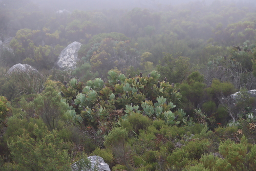 Image of Protea grandiceps by (c) Tony Rebelo, some rights reserved (CC BY-SA)