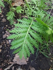 Tanacetum vulgare