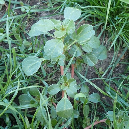 Mat amaranth (Amaranthus blitoides)