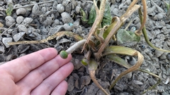 Gelbe Teichrose (Nuphar lutea): Herkunft und Verwendung — Foto 2