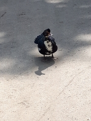 Cairina moschata domestica