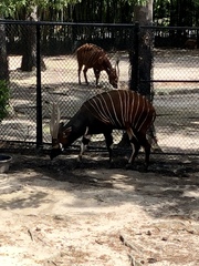 Tragelaphus eurycerus