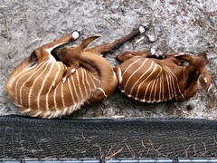 Tragelaphus eurycerus