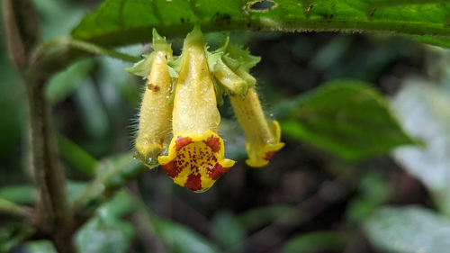 Gasteranthus wendlandianus