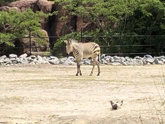 Equus zebra