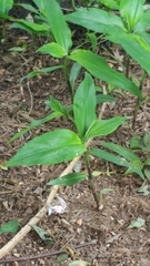 Commelina virginica