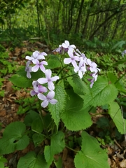 Lunaria rediviva