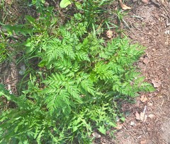 Anthriscus sylvestris