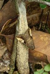 Pseudosphetta fissisigna