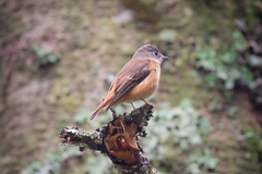 Muscicapa ferruginea