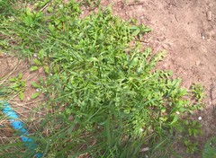 Capsella bursa-pastoris