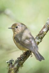 Tarsiger indicus formosanus