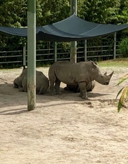 Ceratotherium simum