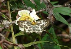 Abraximorpha davidii
