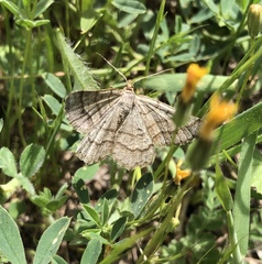 Isturgia murinaria