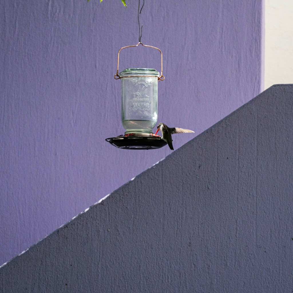 Violet-crowned Hummingbird from Providencia 3a. Secc, 44630 Guadalajara ...