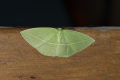 Tanaoctenia haliaria