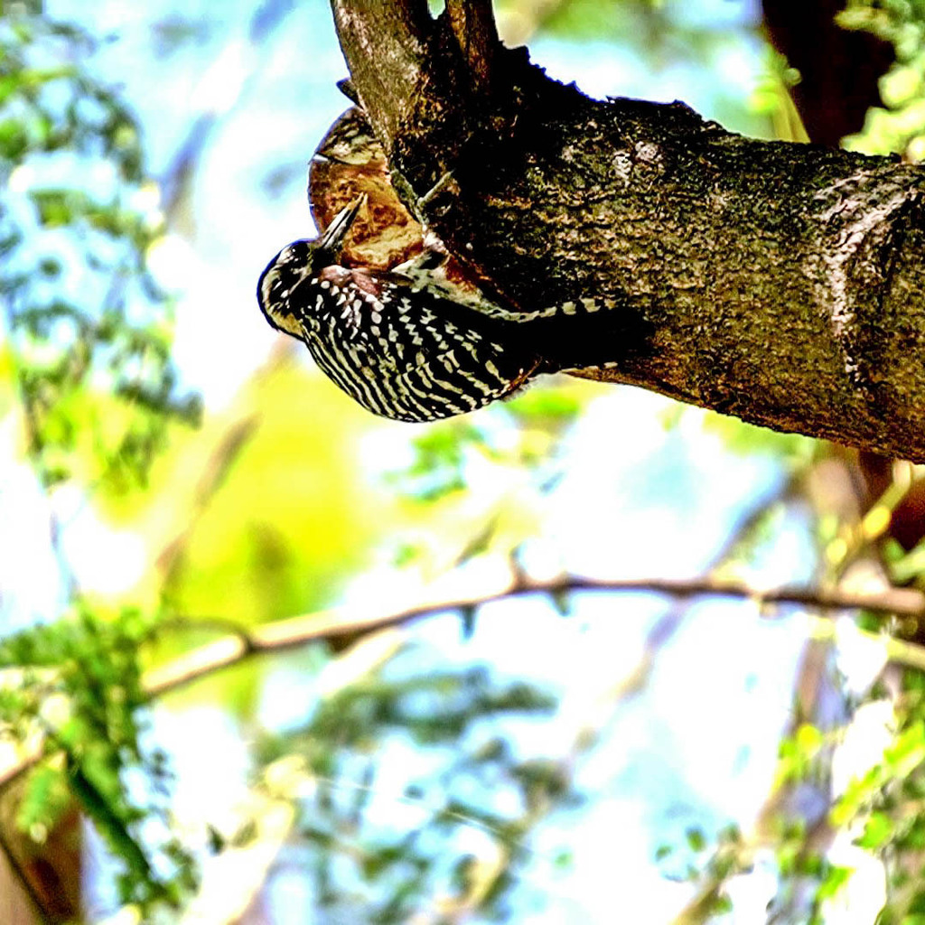 Ladder-backed Woodpecker from Providencia 3a. Secc, 44630 Guadalajara ...