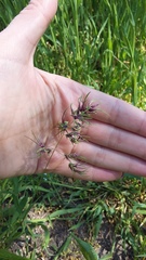 Poa bulbosa vivipara
