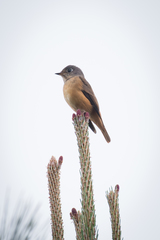 Muscicapa ferruginea