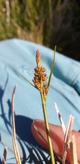 Carex pilulifera