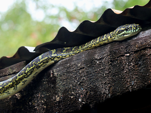 Diamond Python sighting